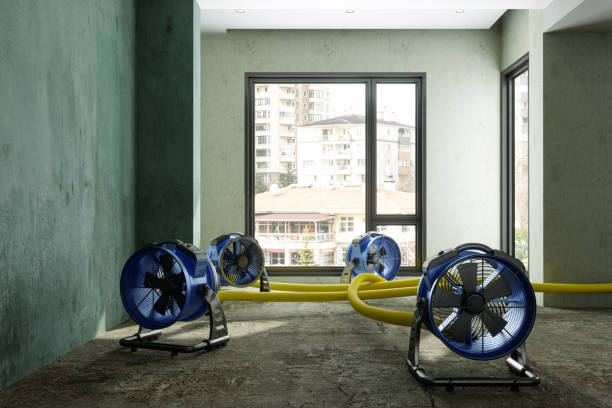 Best Professional water damage repair  in North Bend, OH